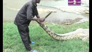 Dévoré par les Caïmans Sacrés du lac de Yamoussoukro [upl. by Odnuges]