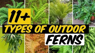 14 Types of Outdoor Ferns  The Planet of Greens [upl. by Maryanna]