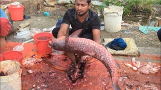 Amazing Monster BLOOD CARP Fish Cutting Live In Bangladesh Fish Market  Fish Cuttting Skills [upl. by Aracaj586]