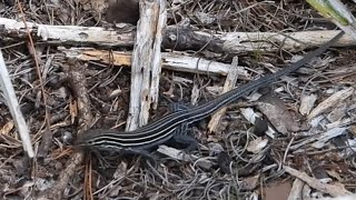 Sixlined Racerunner Scampering Through Seacrest Scrub in Boynton Beach Florida [upl. by Ahsinom]