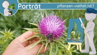 🖼️ Porträt 081  Mariendistel Silybum marianum  WildpflanzenSteckbrief Essbar [upl. by Anny]