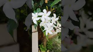 Jasminum grandiflorum चमेली whiteflowers symbol of peace amp silence Akbiodiversityjasmine [upl. by Acinom]