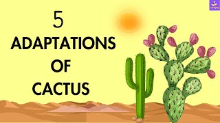 How Does Cactus Survive In Desert  Adaptations Of Cactus Plant [upl. by Fabrianne157]