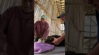 NH Bald Eagle Release [upl. by Eneja]