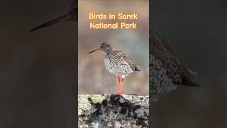 Birds in Sarek National Park  so cute [upl. by Aidnyl492]