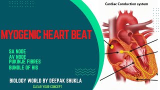 Myogenic Heart Beat Myogenicheart Humanheart Myogenic Neurogenicheart [upl. by Orson153]