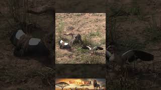 Collection of short videos about animal attacks 20 [upl. by Ahsie470]