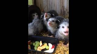 Adorable Baby Opossums Eating Fruit [upl. by Elly]