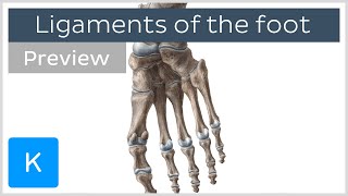 Ligaments of the foot previews  Human Anatomy  Kenhub [upl. by Lotz]