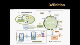 La photosynthèse part 1  généralités [upl. by Ybok]