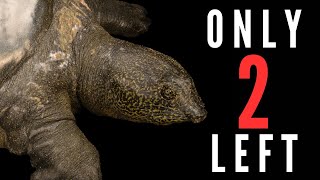 10 of the RAREST Animals on Earth  Part 2 [upl. by Orenid351]