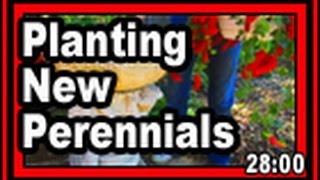 Planting New Perennials  Wisconsin Garden Video Blog 594 [upl. by Alegnat]