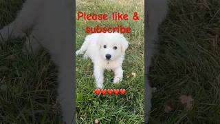 Our Great Pyrenees puppy is 11 weeks old 62424 amp needs a forever home puppy pyrenees dog ￼￼ [upl. by Enegue]