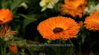 Beautiful Calendula Flowers at full blossom at Mughal Garden Delhi [upl. by Novled]