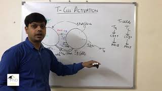 T cells activation by Dr Vipin Tyagi [upl. by Aenehs918]