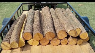 How to Remove Osage Sapwood and Bark Quickly [upl. by Nov228]