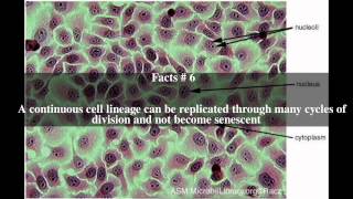 Vero cell Top  12 Facts [upl. by Fraase]