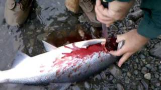 Bleeding Reds on the Kenai [upl. by Nakeber]