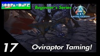 Ark Survival Ascended Oviraptor Taming Beginners Series [upl. by Cathlene]