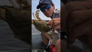 Crabbing tricks from a PROFESSIONAL crabber bodkinpointseafood bluecrabs crabber tipsandtricks [upl. by Kazimir802]