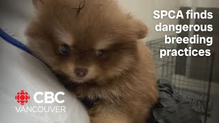 32 Pomeranian puppies and dogs seized from Vernon BC breeder [upl. by Malia]