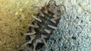 Woodlouse AKA Potato Bug or Sow Bug Stuck On His Back [upl. by Fornof]