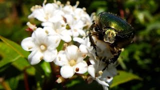 Cetonia aurata  Rosenkäfer  Flower Beetle [upl. by Ader]