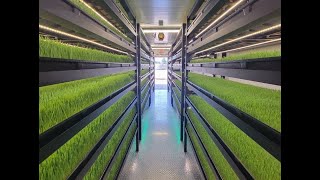 Growing Fodder in an Indoor Hydroponic Farm [upl. by Bbor]