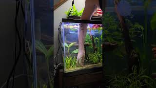 Dwarf Sagittaria for beginners fishtank aquarium baby fish dwarf [upl. by Weiss]