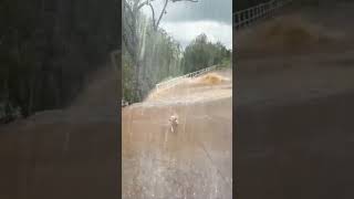 Dog escapes through rushing water during flood 😱🥹🐕🌊takecareanimals disaster flood [upl. by Laurene]