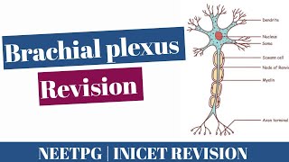 Brachial plexus lecture simplified  Quick anatomy revision [upl. by Najar]