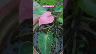 🌸✨️ agrihortivlogs garden agrivlog plants anthurium agriculture horticulture anthuriumplant [upl. by Enelrac817]