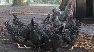 Barred rock chickens [upl. by Aseen]