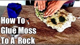 How To Attach Java Moss To Rock [upl. by Naam]