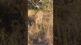 Majestic Male Leopard patrolling his territory serondella wildlife krugernationalpark leopard [upl. by Ahsieyt]