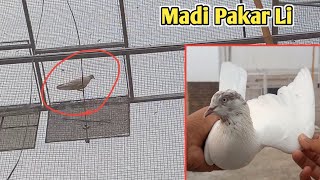 Ustad Nizam ki Madi Pakar Li  how to catch pigeon  kabutar pakadne ka tarikaHashim mahmood pigeon [upl. by Yong119]