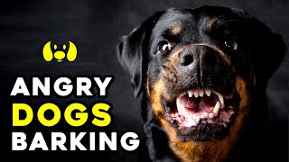 Angry Dogs Barking Sound Effect [upl. by Yeldar]