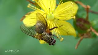 Lumix FZ2000  FZ2500  FZH1  Marumi DHG Achromat 5  Fly collects Pollen  Macro Sample  4K [upl. by Enna]