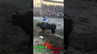 Chivo de Ajuno Vs Rancherito jinetes jaripeo bullrider jaripeosinfronteras [upl. by Merlin]