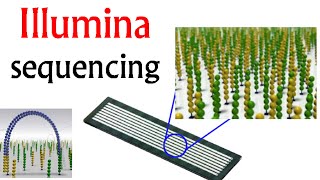 Illumina sequencing  DNA sequencing by synthesis [upl. by Pillow]