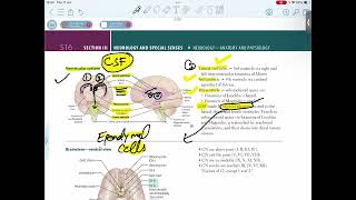 VENTRICULAR SYSTEM [upl. by Weinstein246]