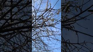 Sparrows in the tree sky birds nature blue [upl. by Reamonn765]