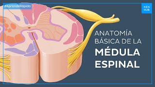 Médula espinal Anatomía básica en menos de 3 minutos  Anatomía Fácil  Kenh [upl. by Arline]