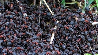 Documentaire choc sur la guerre des fourmis [upl. by Lenahs]