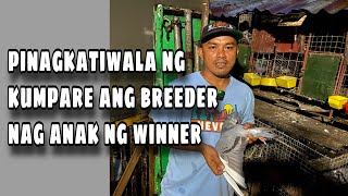 BIGAY NG KUMPARE MGA BREEDER NI SIR JHAN MIÑA Reggie Cruz Loft amp Aviary reggiecruzloftandaviary [upl. by Bushore]