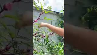 harvest rosella roselle farming happiness gardening short [upl. by Brigit]