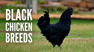 15 Black Chicken Breeds That You Will Surely Like [upl. by Nivel792]