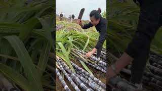 Black sugarcane leaf cutting process [upl. by Festatus]