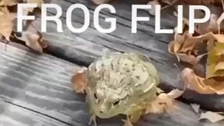 FROG FLIP [upl. by Iilek]