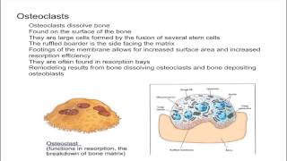 Osteoclasts [upl. by Jamaal]